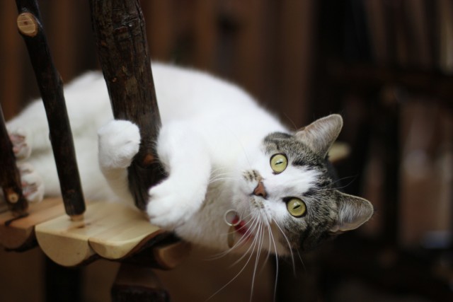 Котейкин вторник! Космический 12.04!