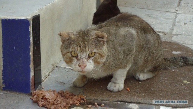 Котовторник на середину июня