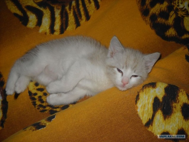 Сонный Котовторник