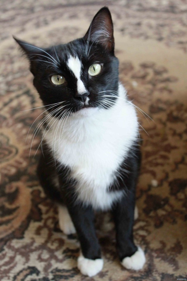 Котовторник в "КотоГетто"