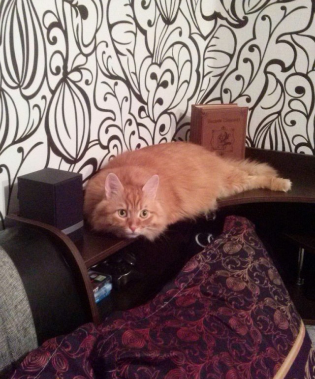 Живность из сети