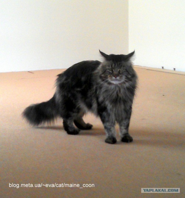 Котовторник (28.02.2012)
