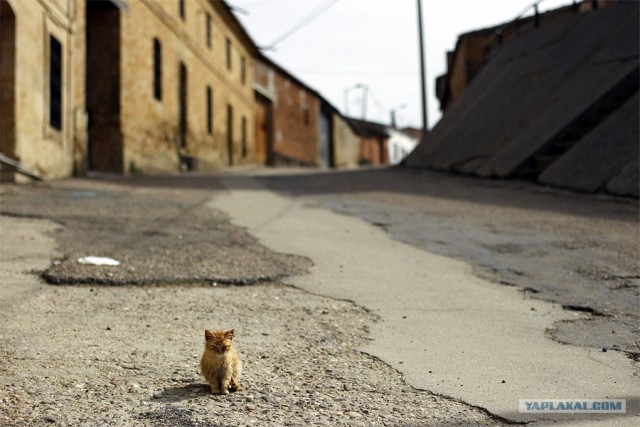 Котовторник! 13.03.2012
