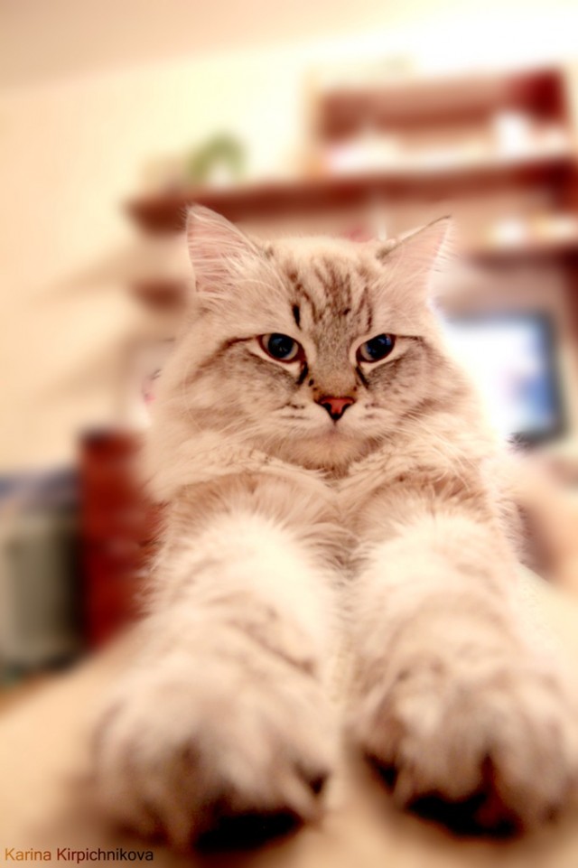 Котовторник 24.04.2012