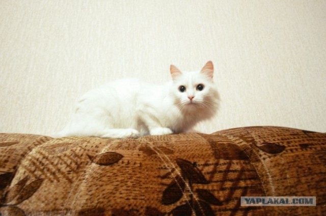 Котовторник (15.05.2012)