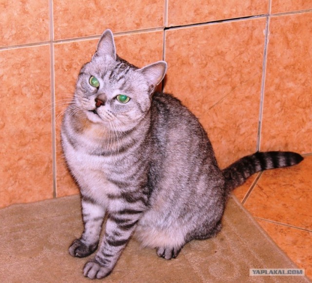 Котовторник   5.06.2012