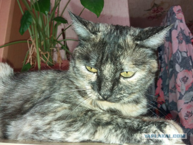 Котовторник 22.01.2019.