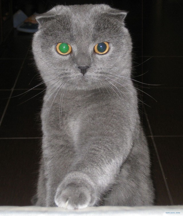 Котовторник ( 23.10. 2012. )