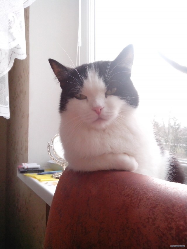 Иногда нам стоит учиться у них