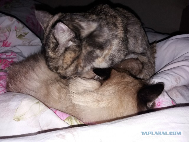 05.03.19 Котовторник же