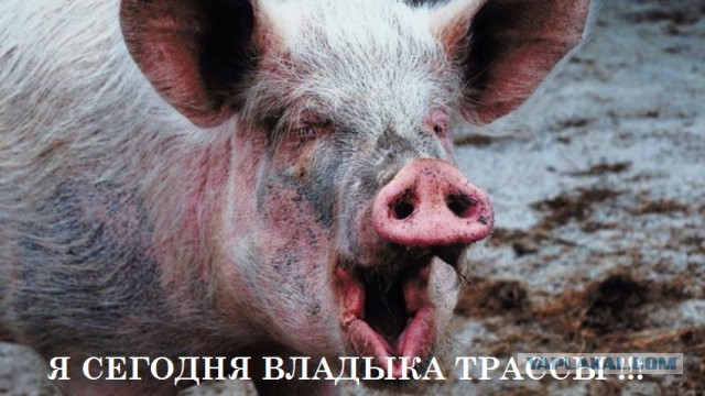 Свадебный кортеж перекрыл дорогу в Краснодаре