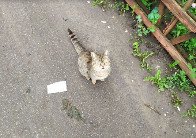Котовторник! начнем? 04.06.19