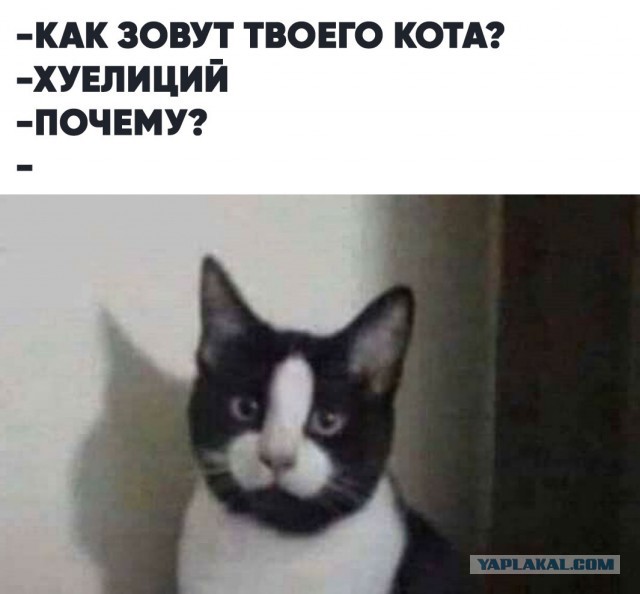 Настоящие старославянские кошачьи имена
