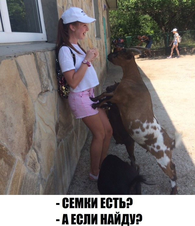 Живность из сети