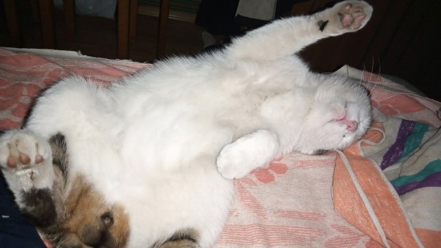Котовторник