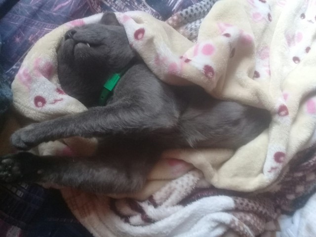 Котовторник