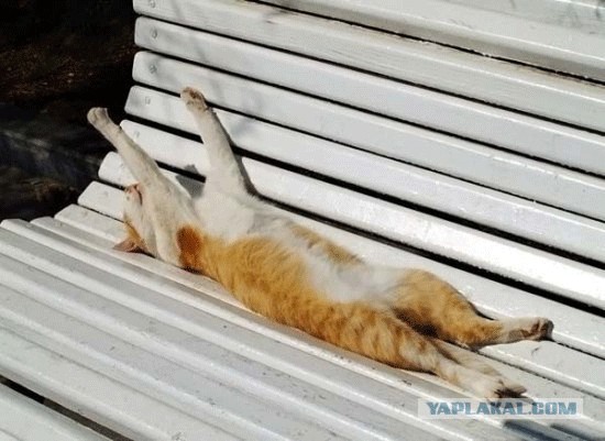 Я знал прикуп! Я в Сочи!