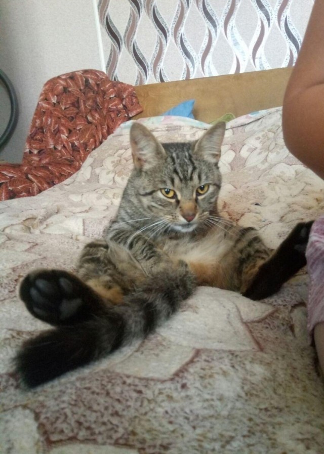 Эти забавные животные