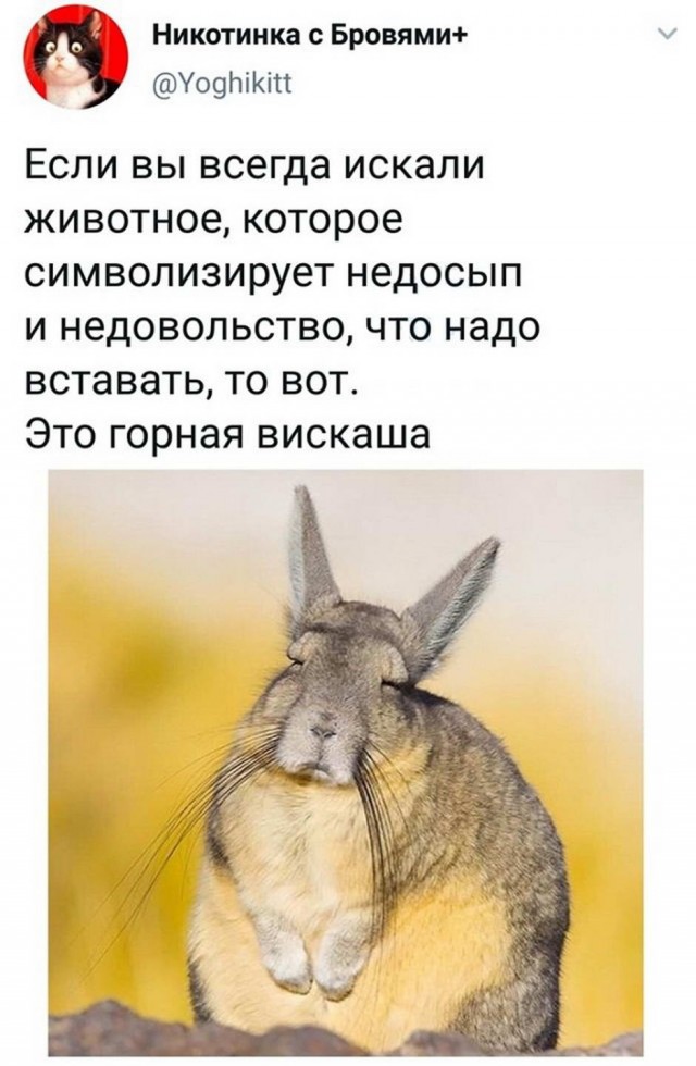 Картинки и мемы для настроения 013