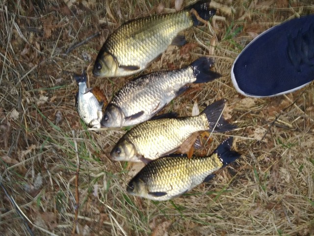 Лето, речка, караси