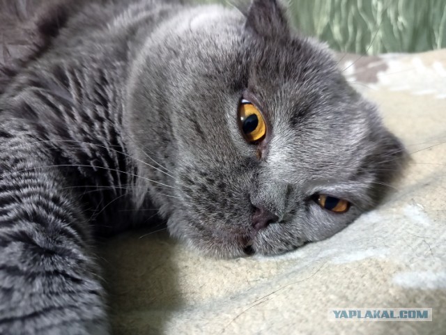 Котовторнику быть!