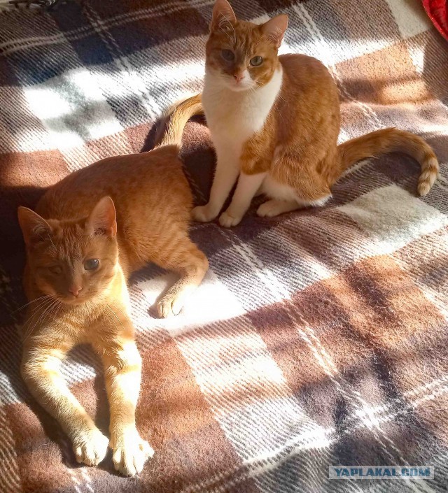 Котовторник!