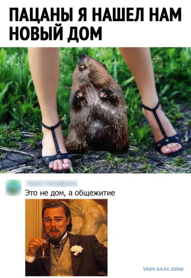 Весёлый полтишок 14.04