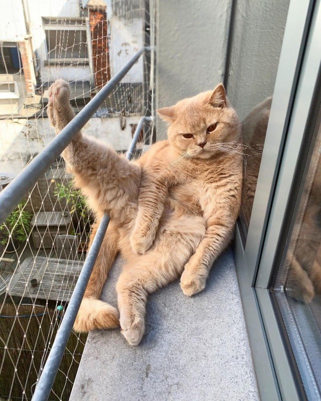 Даешь котовторник!