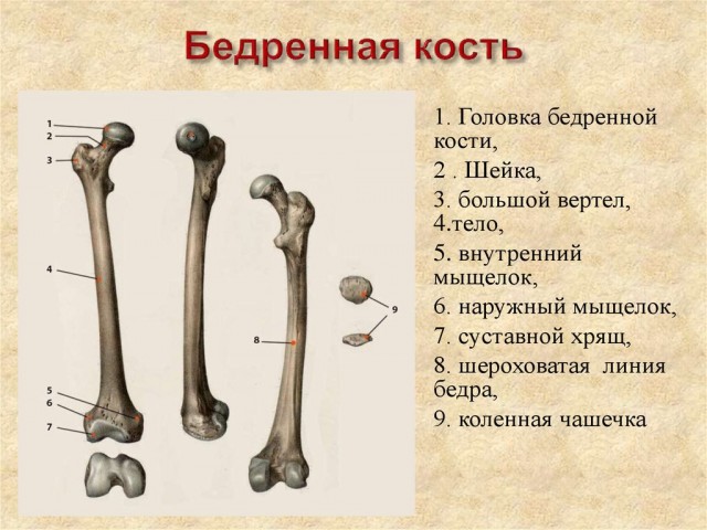 Бедренная кость строение фото 60 удивительных фактов о природе - ЯПлакалъ