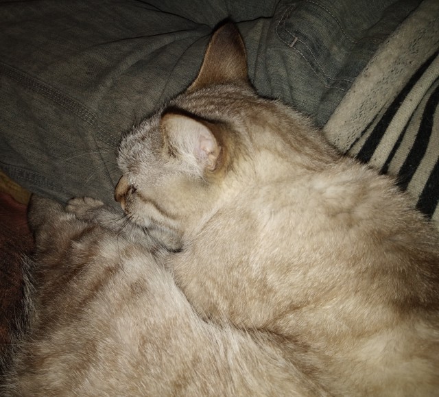 Кот, член семьи или кот тролль?