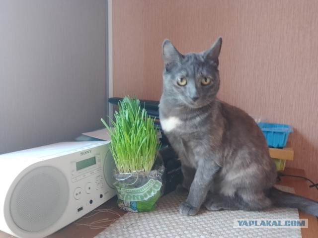 Котовторник вроде.