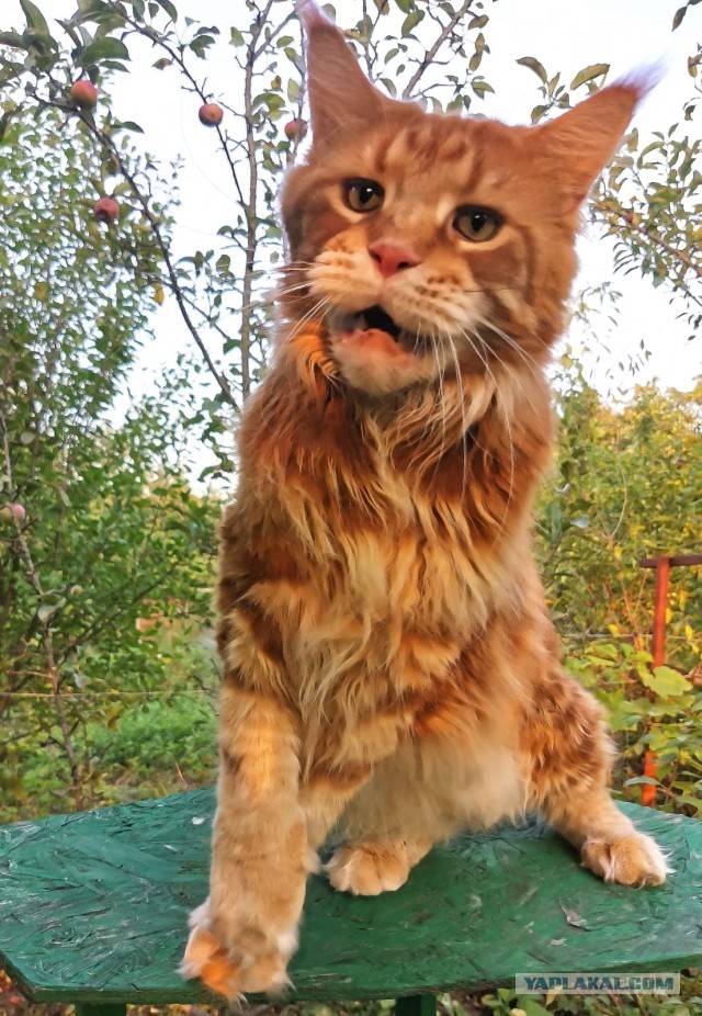 Котовторник! Пара фоток суровых котов.
