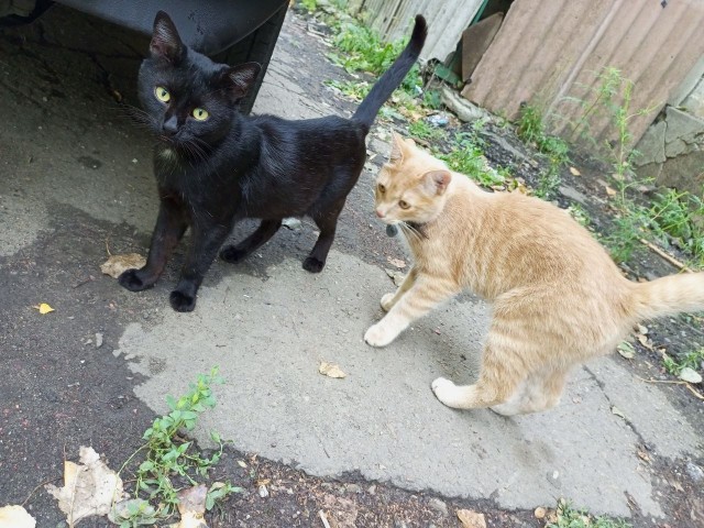 Смириться с котом