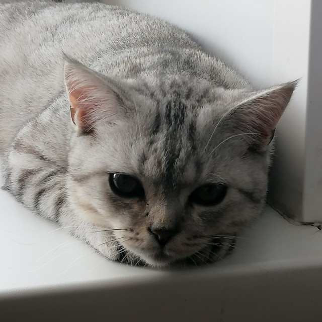 На котовторник