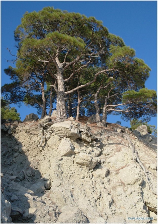Крым. Мыс Ая. Деревья моря.