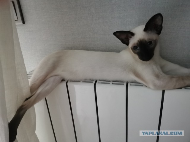 Котёнок по имени Гав