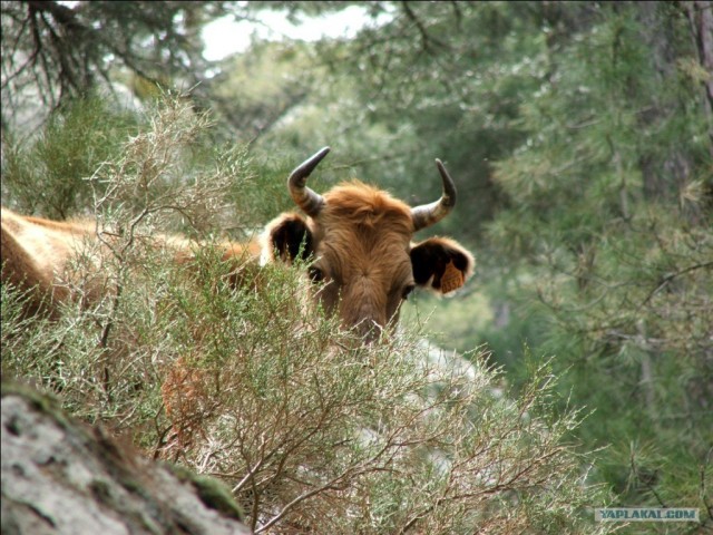 Франция. Корсика.