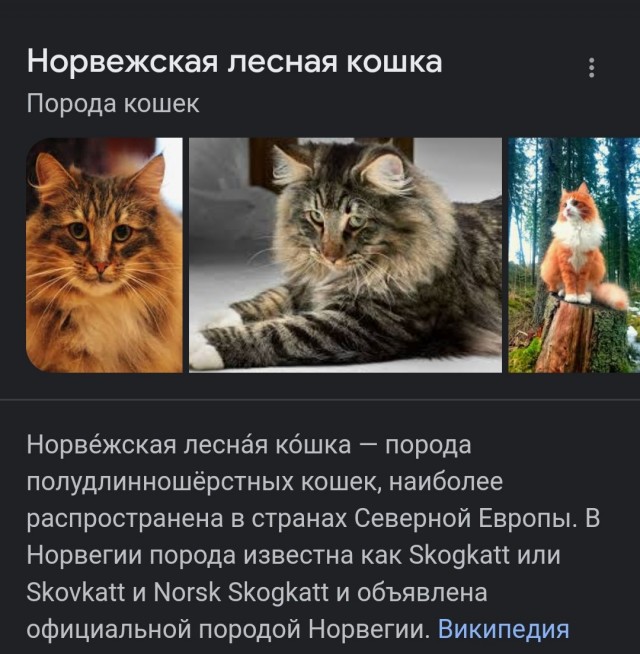 Как Вам котик?