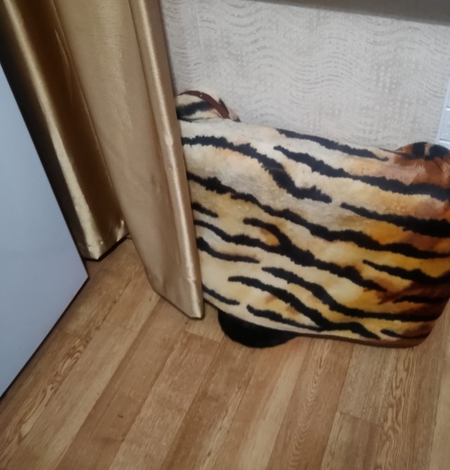 Почему грустят котики?