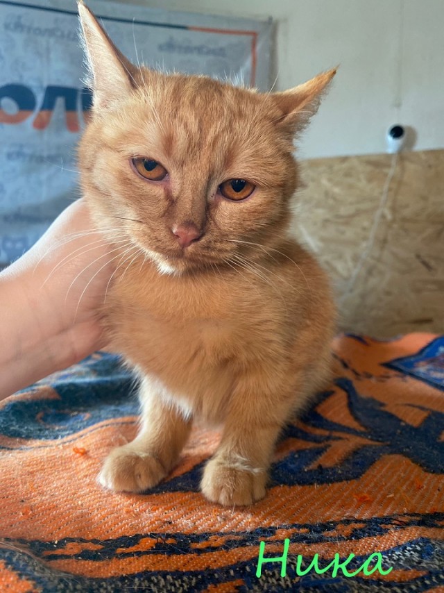 Жизнь домашнего приюта "Котоленд" 372