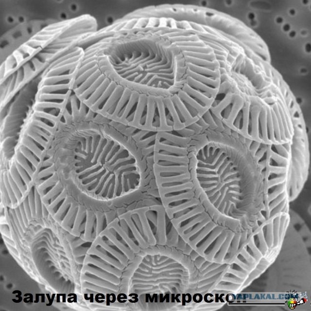 Женский сосок