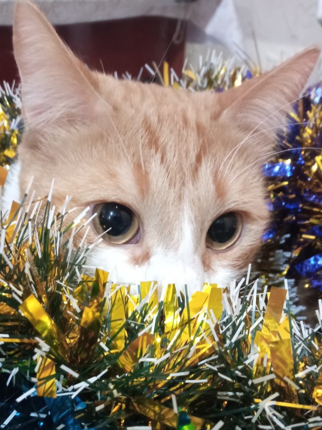 Котовторник Рыжих