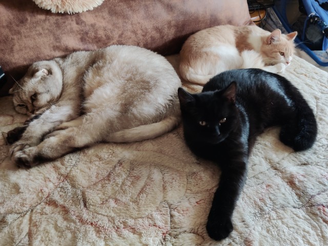 Позы для сна у кошек - что они означают?