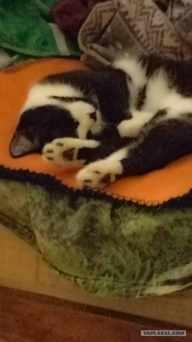 Кошка Вася.