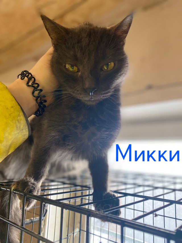 Жизнь домашнего приюта "Котоленд" 426