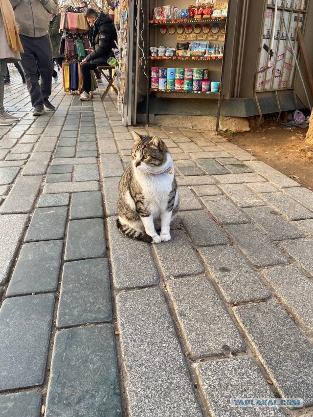Стамбульские котики