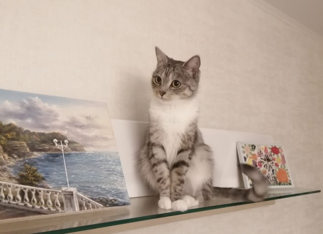Всех с котовторником