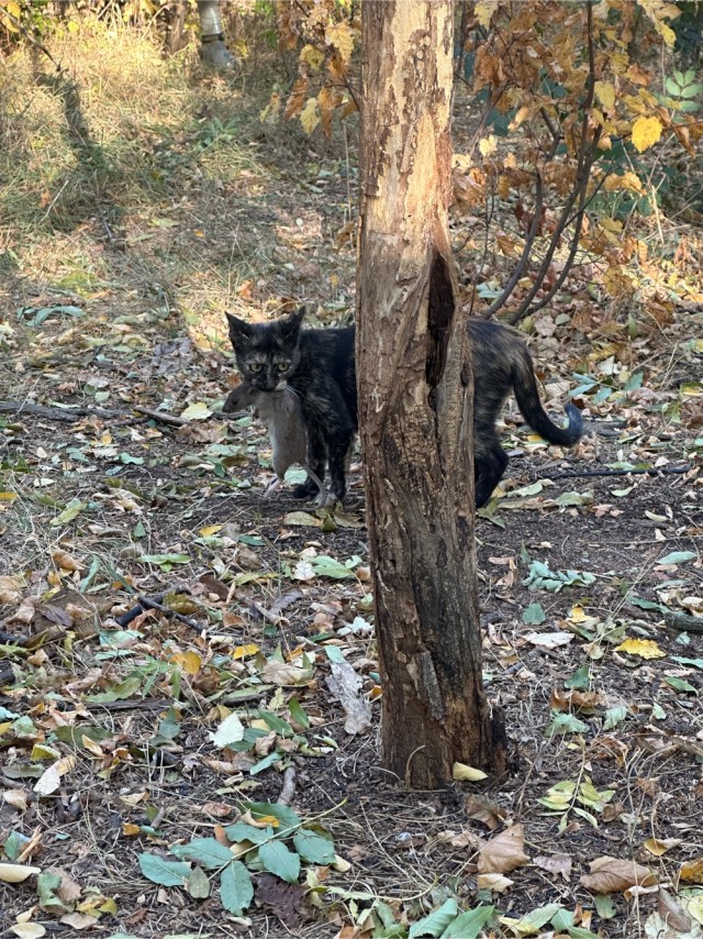 С Котовторником!