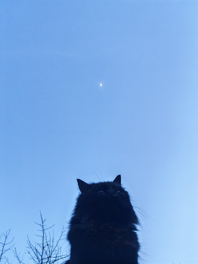 Кот и луна