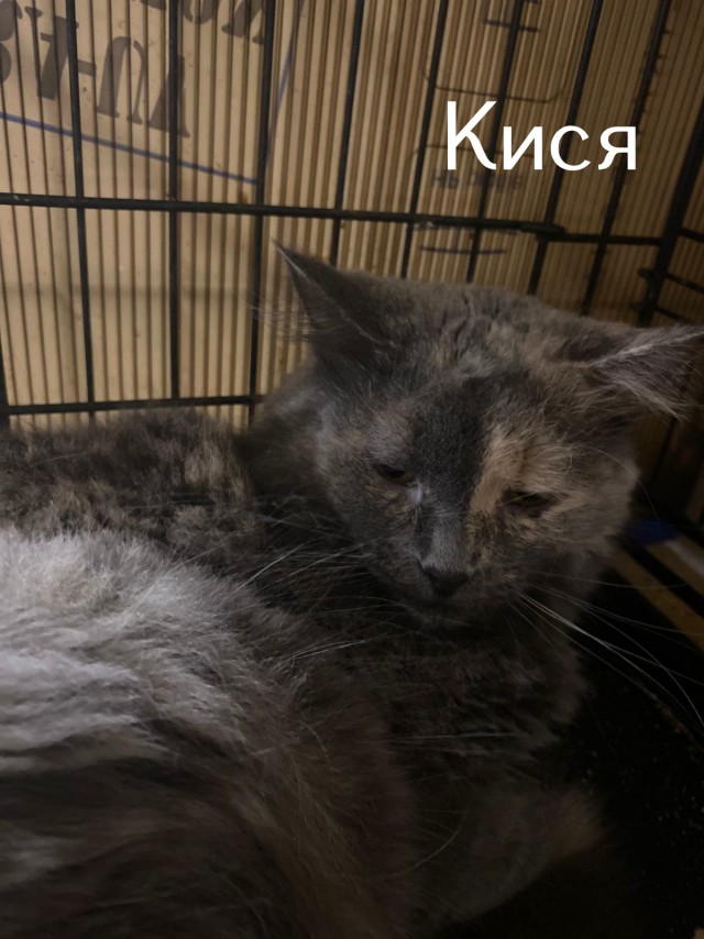 Жизнь домашнего приюта "Котоленд" 513